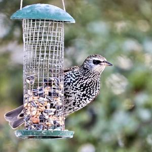 Common Starling