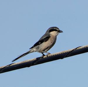 Great Grey Shrike