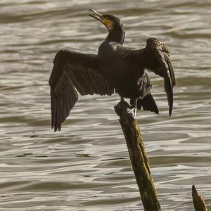 Great Cormorant