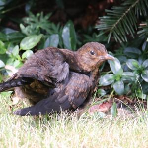 Eurasian Blackbird