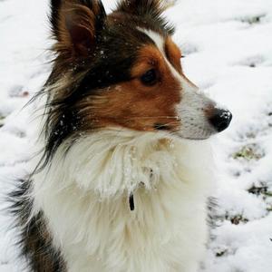 Shetland Sheepdog