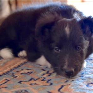 Shetland Sheepdog