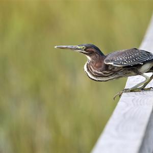 Green Heron