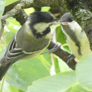 Great Tit