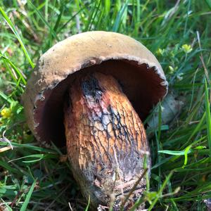 Dotted-stem Bolete