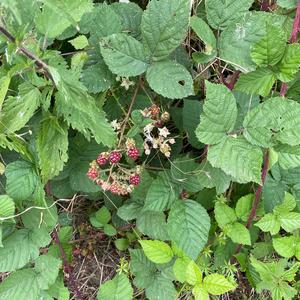 Brombeeren