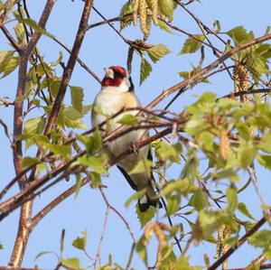 European Goldfinch