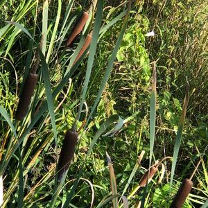 Narrow-leaved Cattail