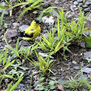 American Goldfinch