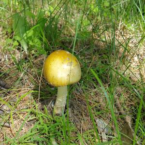 Death Cap