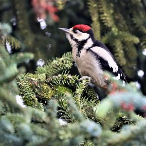 Great Spotted Woodpecker