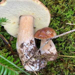 King Bolete