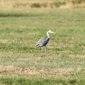 Grey Heron