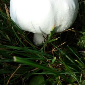 Meadow Agaric