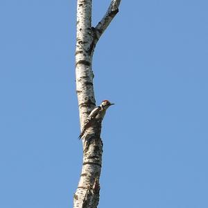 Great Spotted Woodpecker