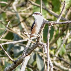 Long-tailed Shrike