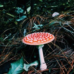 Fly Agaric