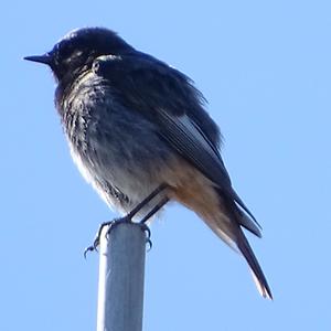 Black Redstart