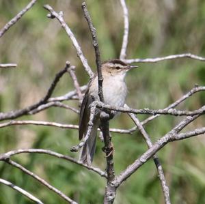 Sedge Warbler