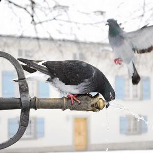 Rock Pigeon