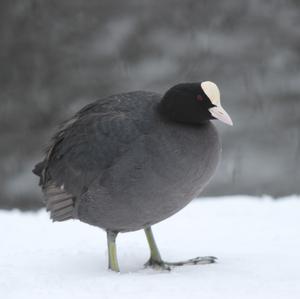 Common Coot