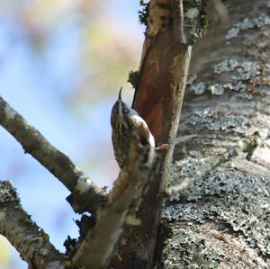 Eurasian Treecreeper