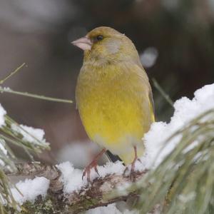 European Greenfinch