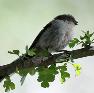 Long-tailed Tit