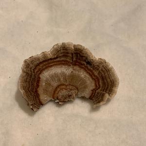 Turkey-tail