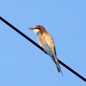 European Bee-eater