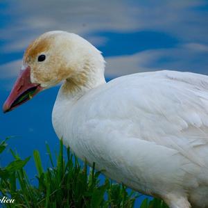 Snow Goose