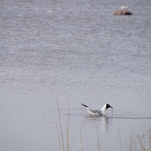 Black-headed Gull