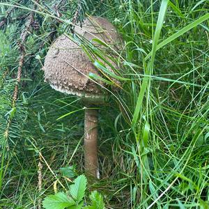 Parasol Mushroom