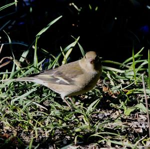 Eurasian Chaffinch