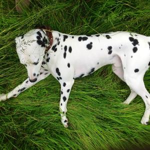 Dalmatian