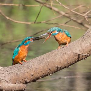 Common Kingfisher