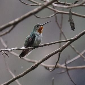 Ruby-throated Hummingbird