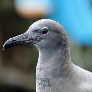 Lava Gull