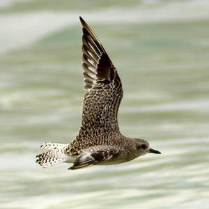 Grey Plover