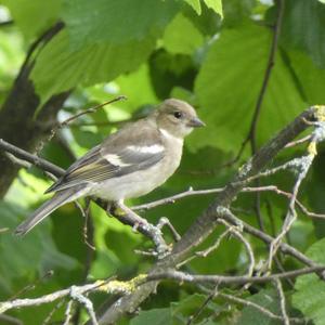 Eurasian Chaffinch