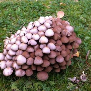 Non-inky Coprinus