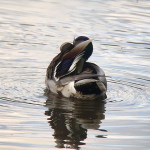 Mallard