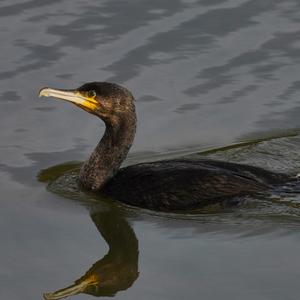 Great Cormorant