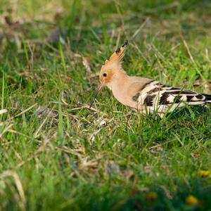 Eurasian Hoopoe