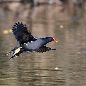 Common Moorhen