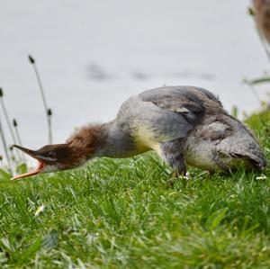 Common Merganser