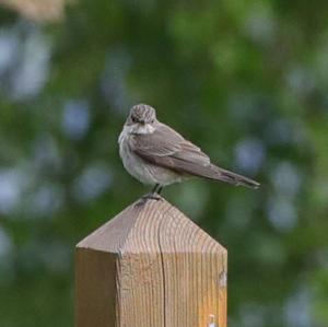 Spotted Flycatcher