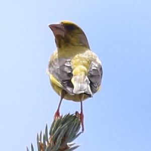 European Greenfinch