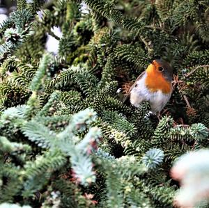 European Robin