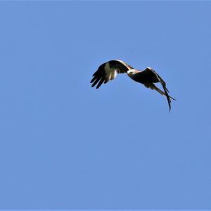 Red Kite